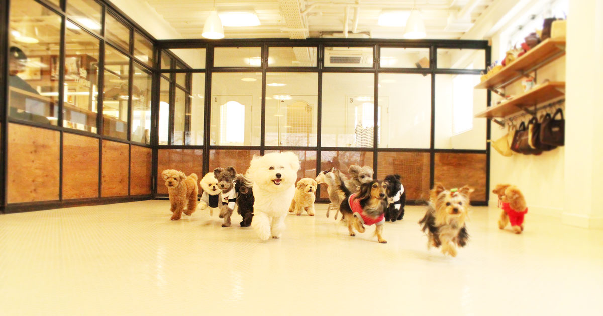Brown dog trainingの外観